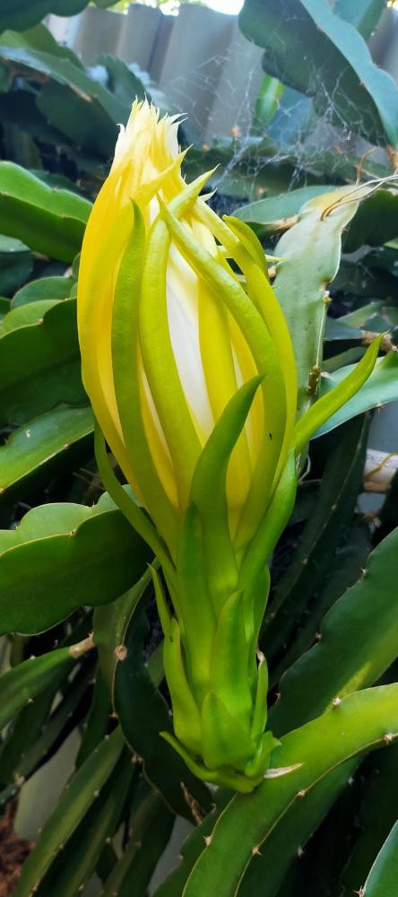 Buds about to open